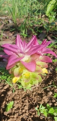 Curcuma australasica