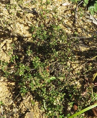 Xanthosia stellata