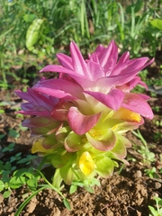 Curcuma australasica