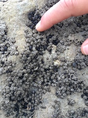 Chthamalus dentatus