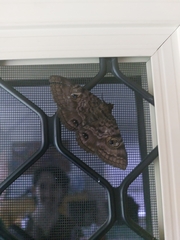 Speiredonia spectans