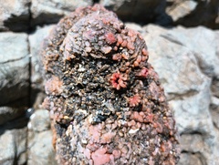 Pyura chilensis