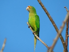 Eupsittula canicularis