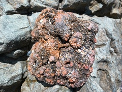 Pyura chilensis