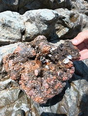 Pyura chilensis