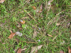 Viola banksii