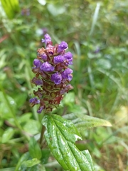 Prunella vulgaris
