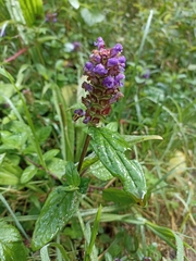 Prunella vulgaris