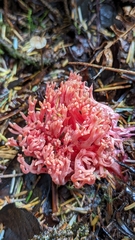 Ramaria araiospora