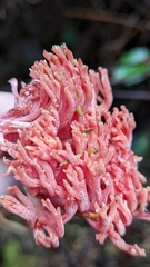 Ramaria araiospora