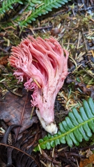Ramaria araiospora