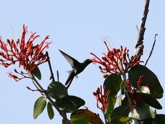 Anthracothorax prevostii