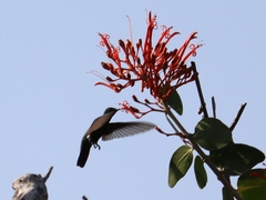 Anthracothorax prevostii