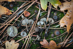 Lyophyllum anthracophilum