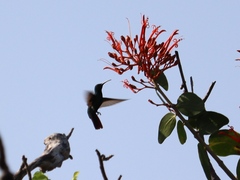 Anthracothorax prevostii