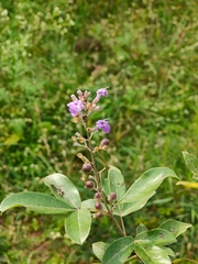 Vitex trifolia