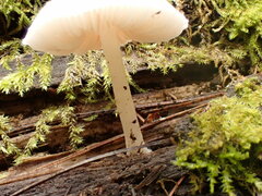 Pluteus niveus