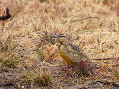 Sturnella magna lilianae