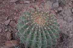 Ferocactus emoryi