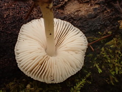 Pluteus niveus