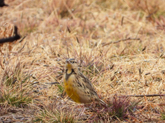 Sturnella magna lilianae