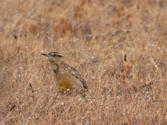 Sturnella magna lilianae