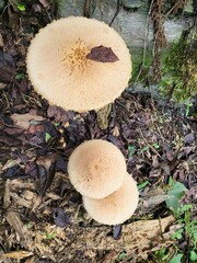 Lepiota magnispora