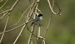 Microspingus melanoleucus