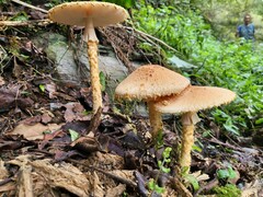 Lepiota magnispora