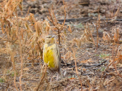 Sturnella magna lilianae