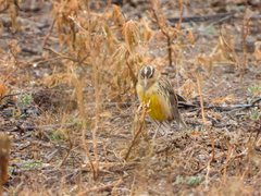 Sturnella magna lilianae