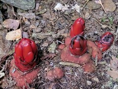 Balanophora laxiflora