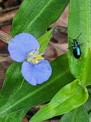 Commelina auriculata