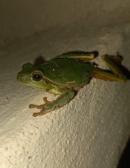 Hyla arborea