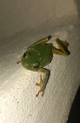 Hyla arborea