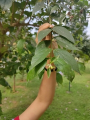 Nyctanthes arbor-tristis