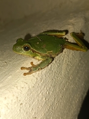 Hyla arborea