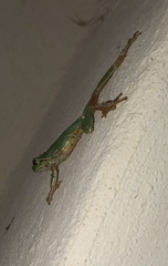 Hyla arborea