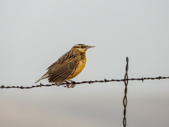 Sturnella magna lilianae