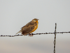 Sturnella magna lilianae