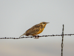 Sturnella magna lilianae