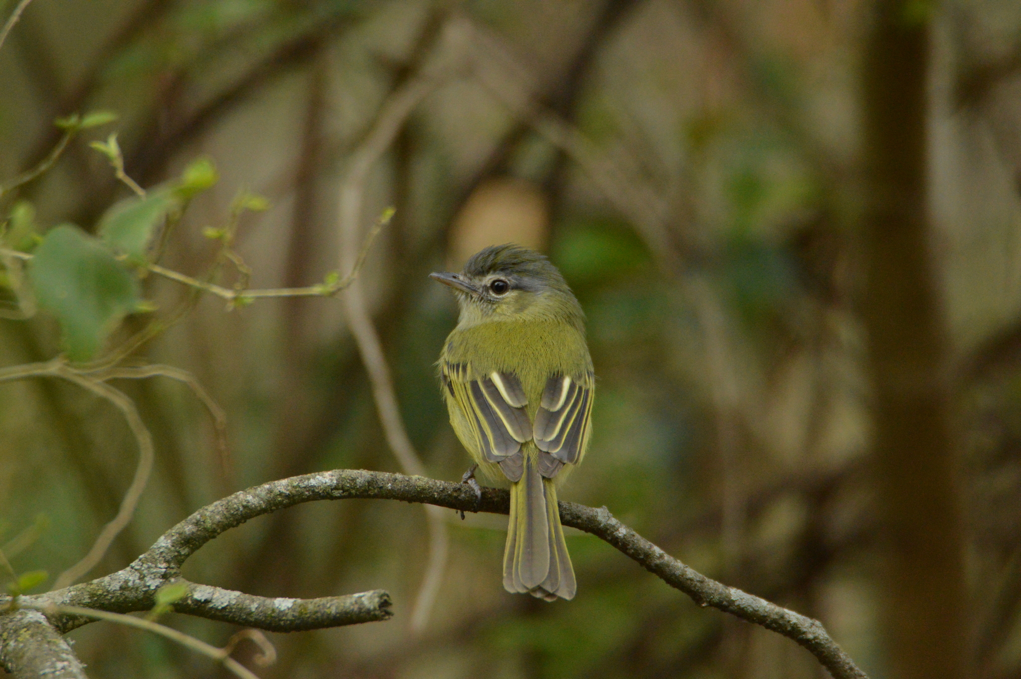 Yellow-olive Flatbill (Tolmomyias sulphurescens)