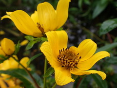 Bidens laevis