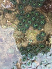Zoantharia