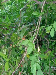 Trichilia havanensis