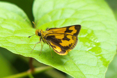 Taractrocera archias