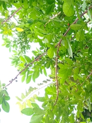 Trichilia havanensis