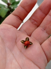 Trichilia havanensis