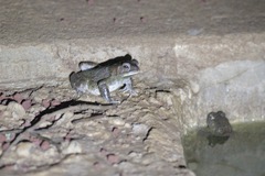 Sclerophrys xeros