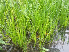 Cyperus blepharoleptos